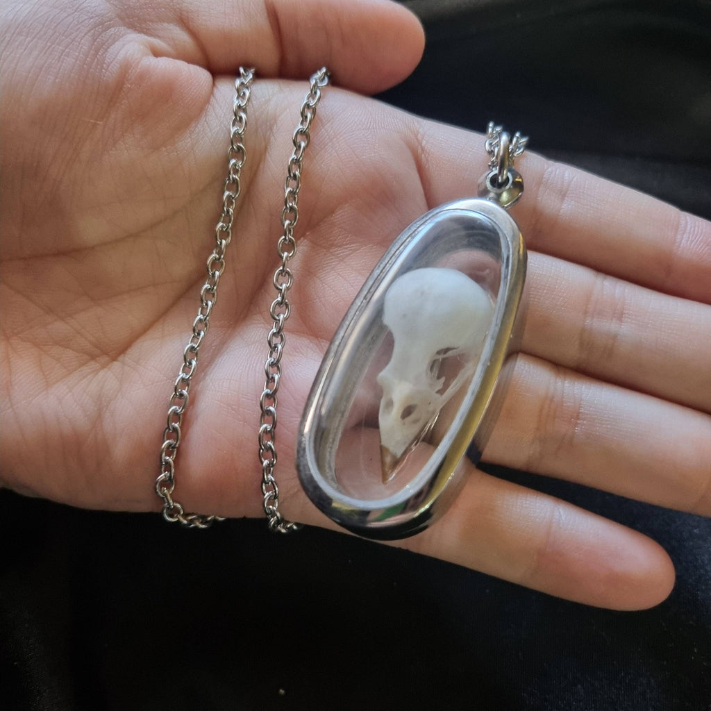 House Sparrow Skull Pendant