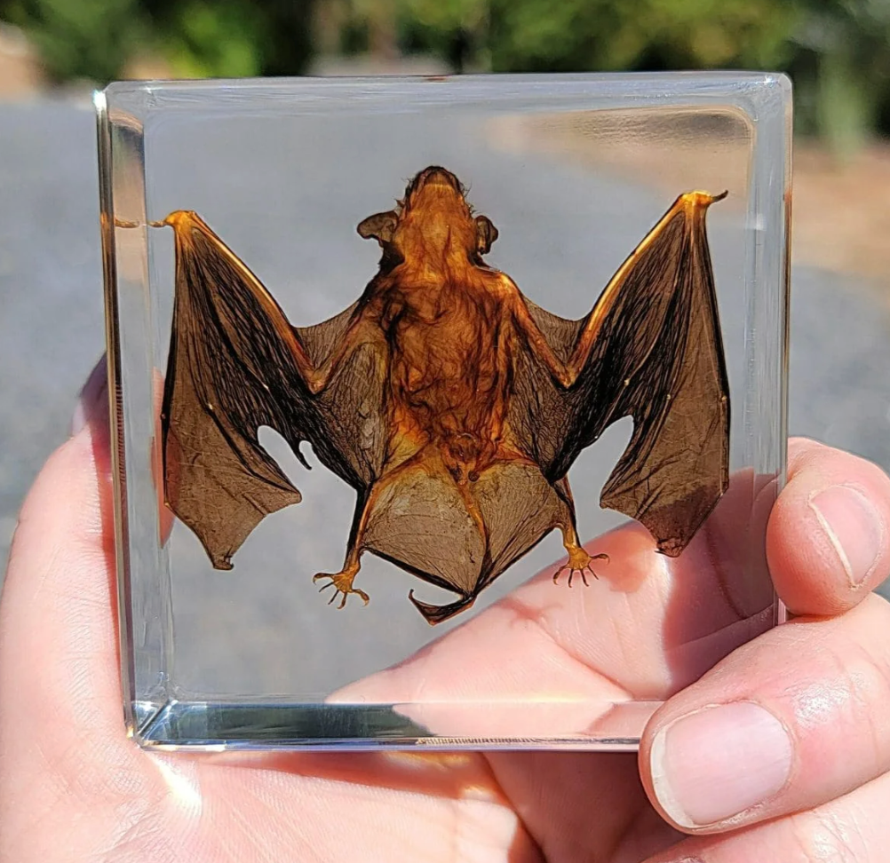 Perserved Bat in Acrylic