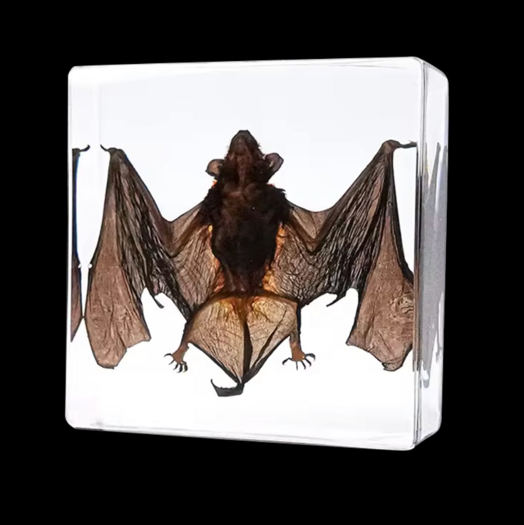 Perserved Bat in Acrylic