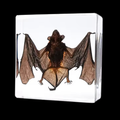 Perserved Bat in Acrylic