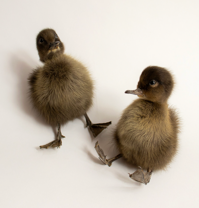 Taxidermy Ducklings
