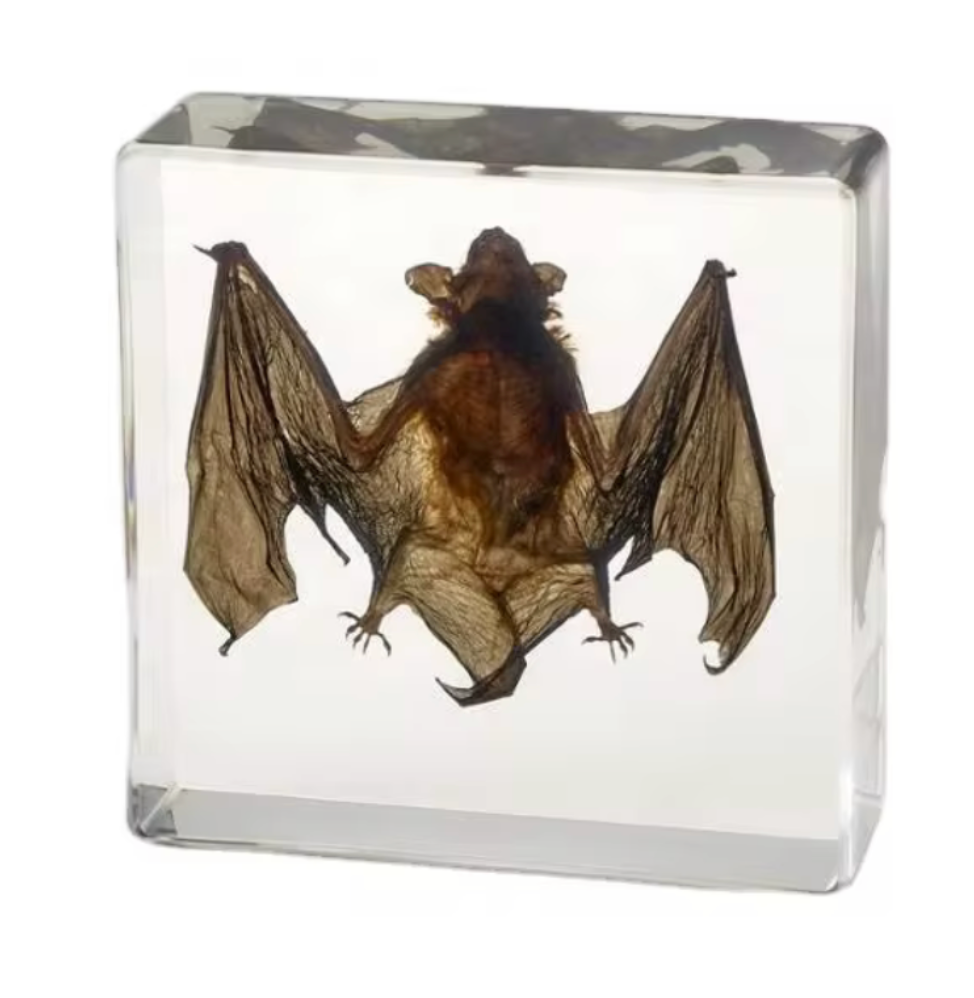 Perserved Bat in Acrylic
