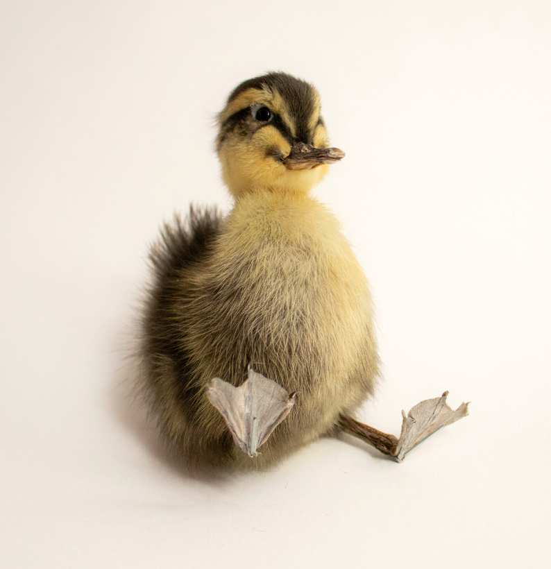 Taxidermy Ducklings