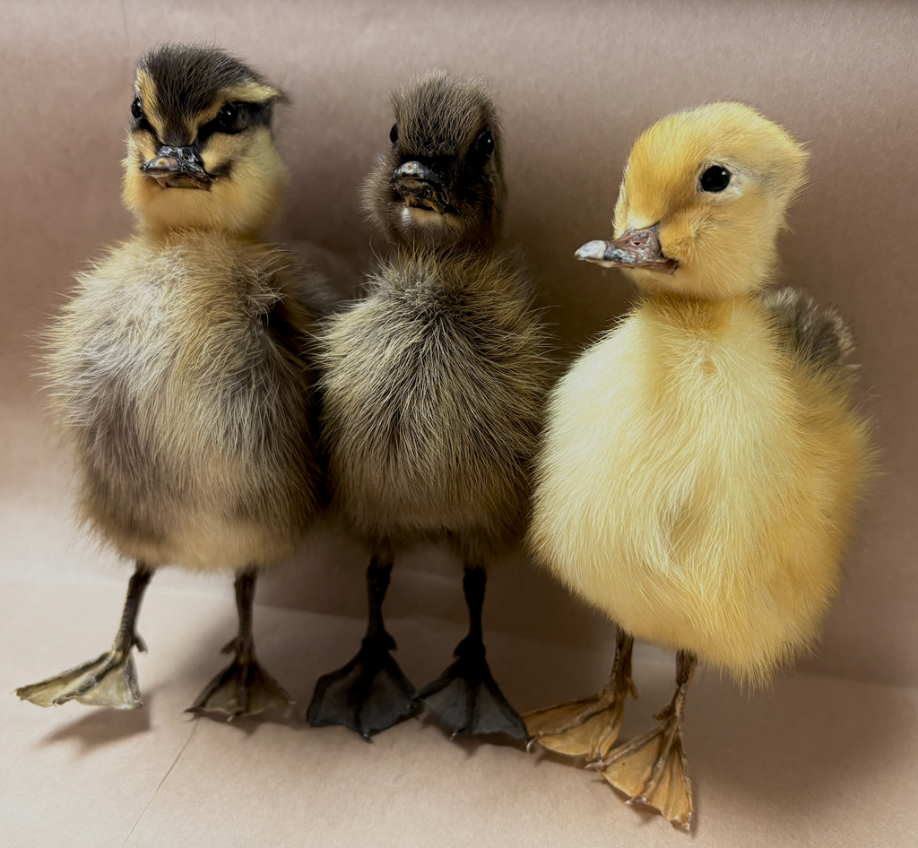Taxidermy Ducklings
