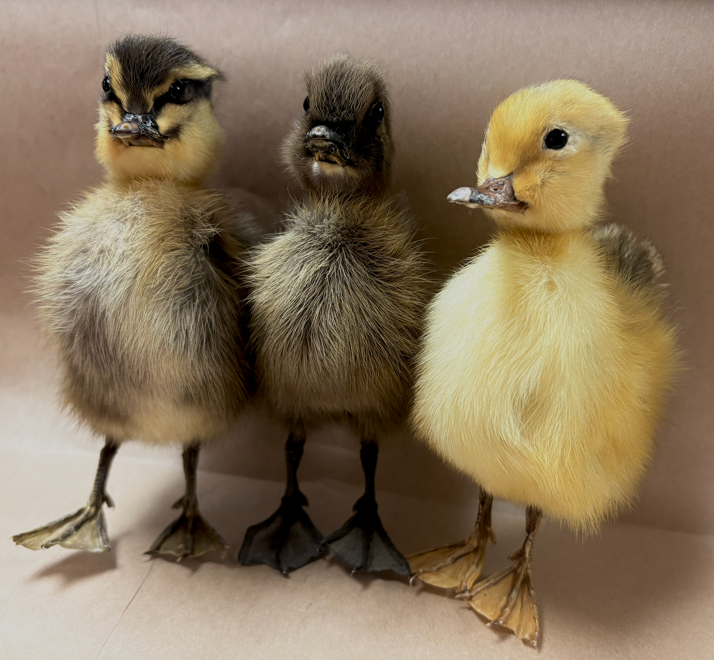 Taxidermy Ducklings