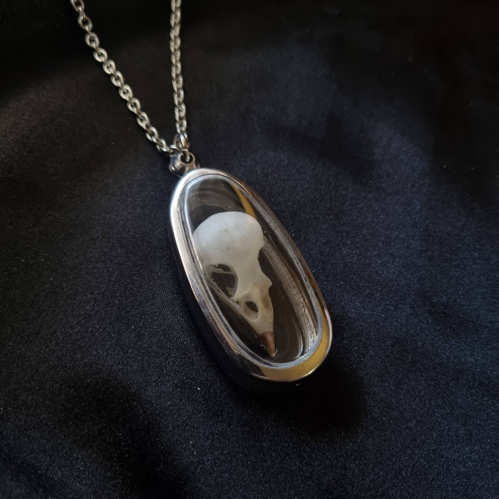 House Sparrow Skull Pendant