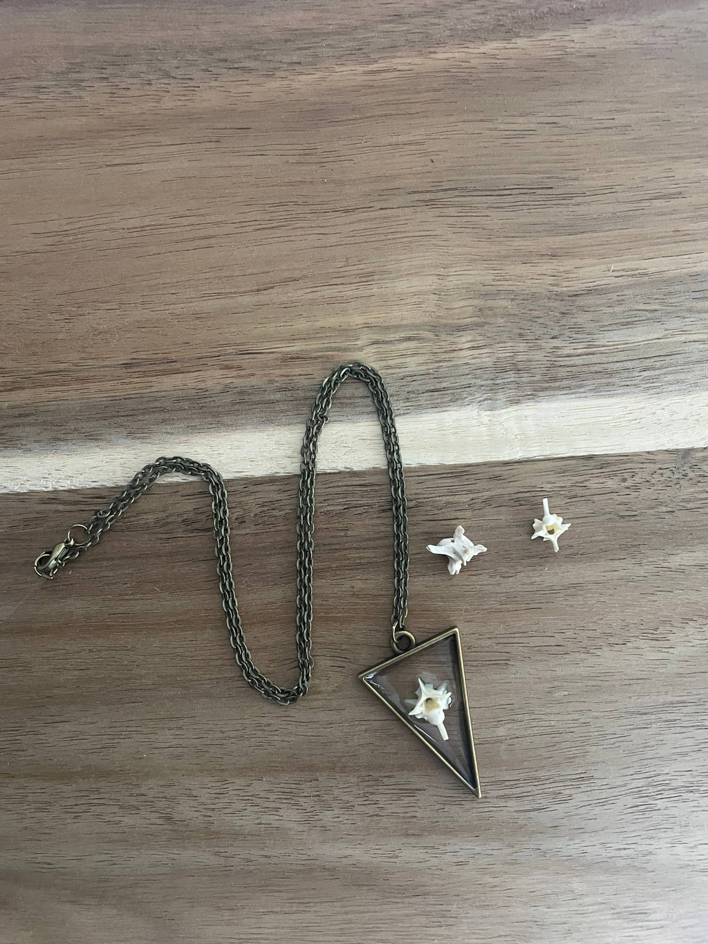 Oddity Necklace - Pygmy Rattlesnake Vertebrae