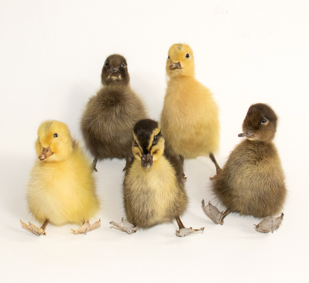 Taxidermy Ducklings